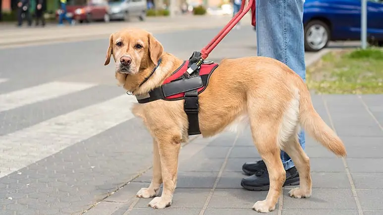 behavior around service dog team