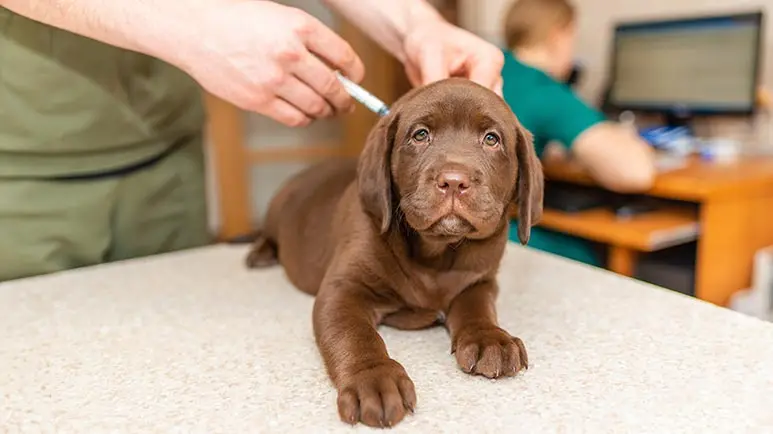 canine coronavirus
