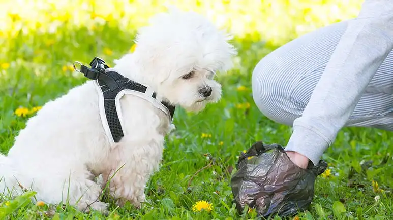 composting dog poop
