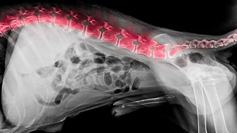 diskospondylitis in dogs