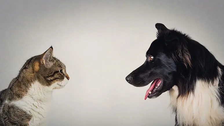 dog vs cat intelligence