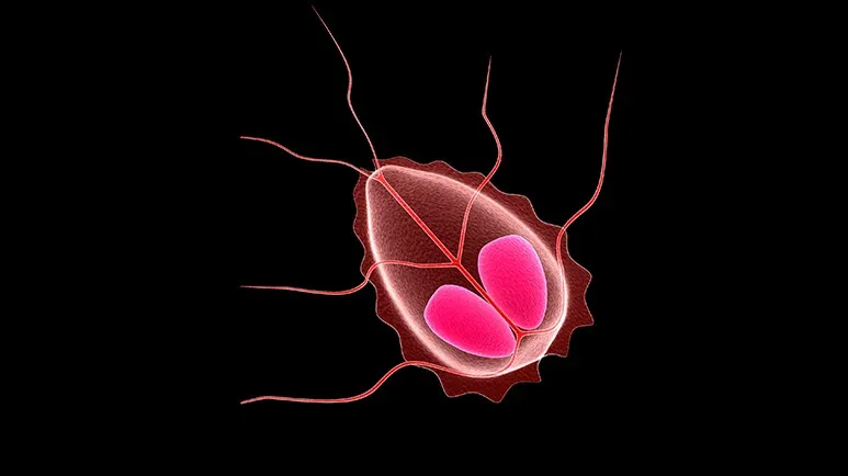 giardia infection cats