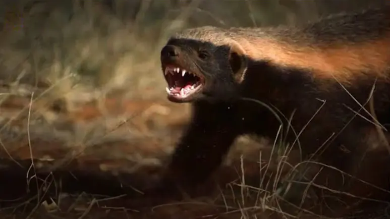 honey badger legend of the african savannah