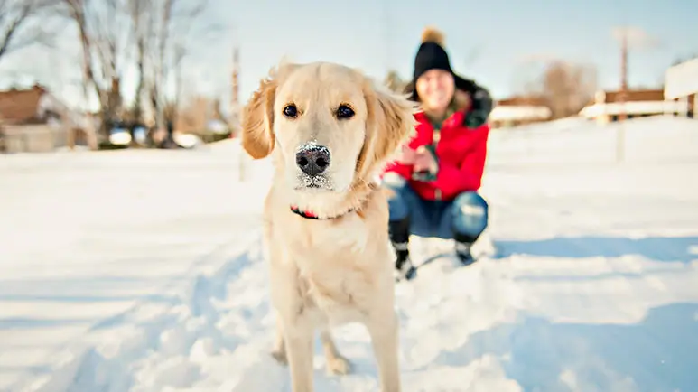 how to make dog walks enjoyable