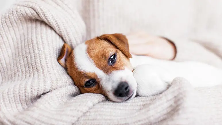 ibs in dogs