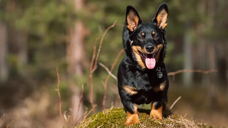 lancashire heeler