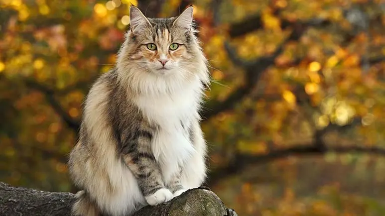 norwegian forest cat