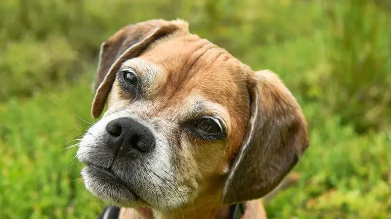 premature graying of dogs