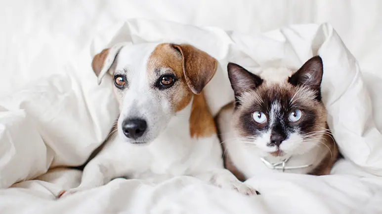 sharing bed with pets