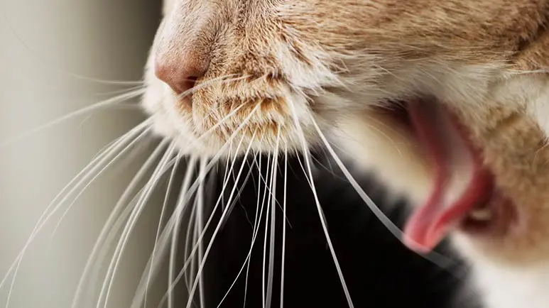 why cat vomits