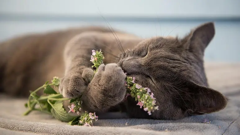 why do cats love catnip