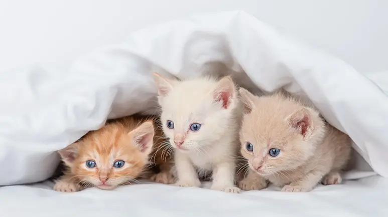 5 kitten milestones