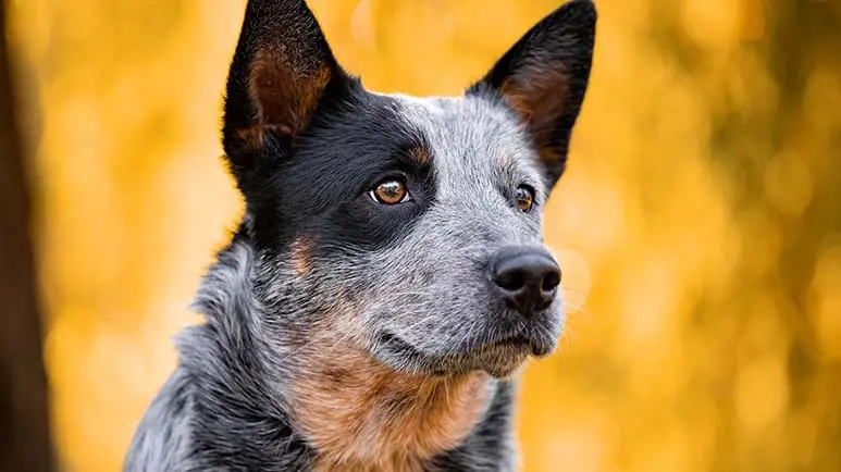 australian cattle dog