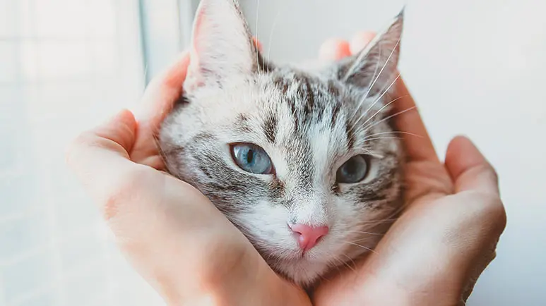 can cats recognize their owners voice