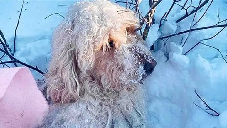 freezing dog got a warm fireplace and a new coat