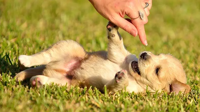 national puppy day