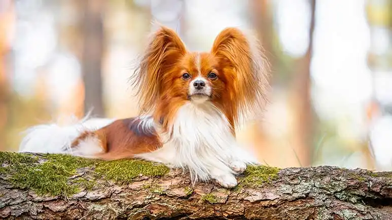 papillon dog