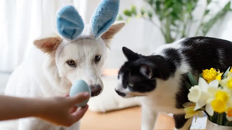 pet easter hazards