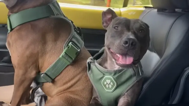pit bull is just happy lying outside in the sunshine