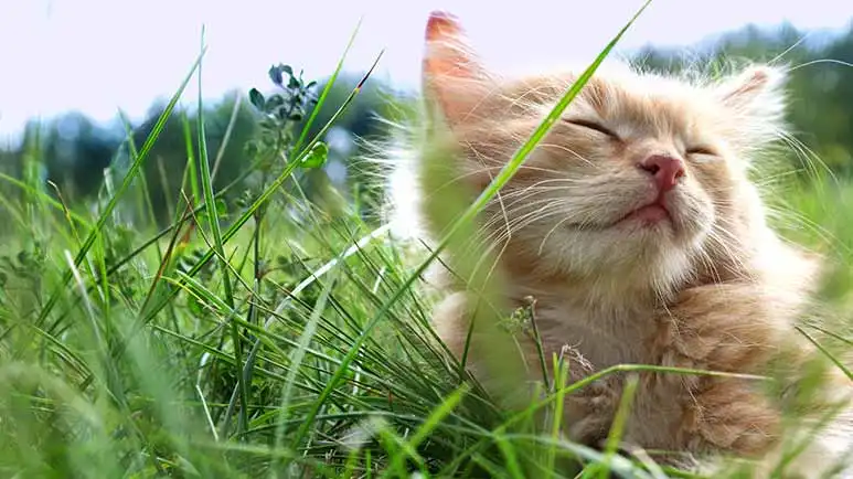 reducing stress in cats