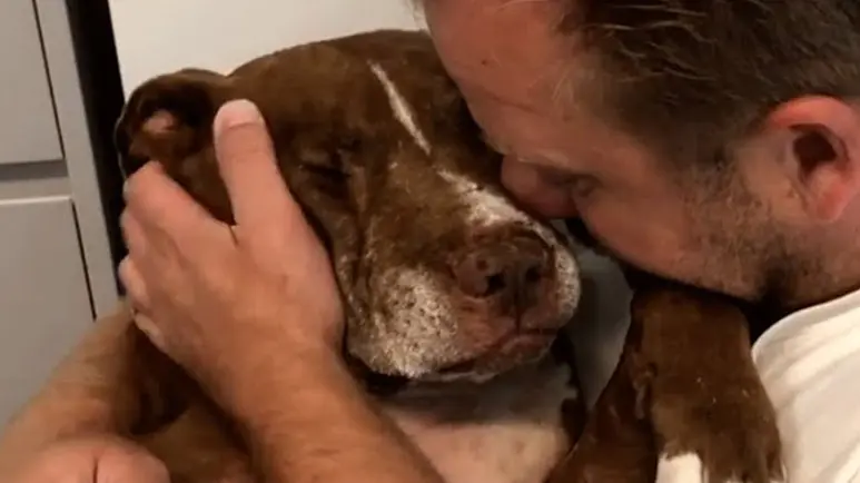 senior dog just wanted to be loved
