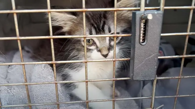 stuck kitten rescued literally by just the right guy