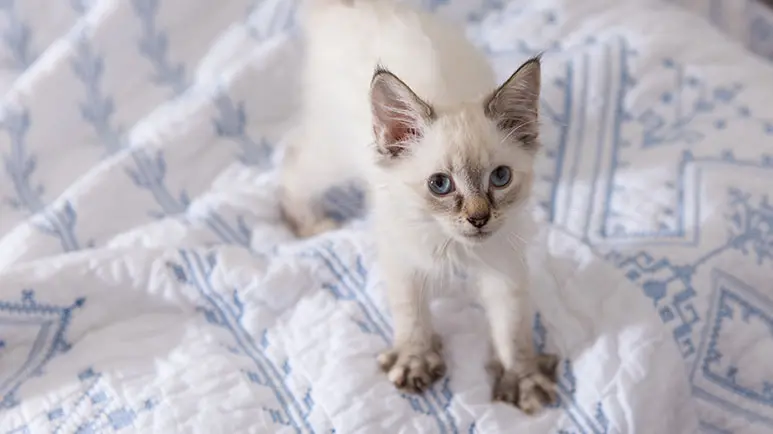 cat kneading