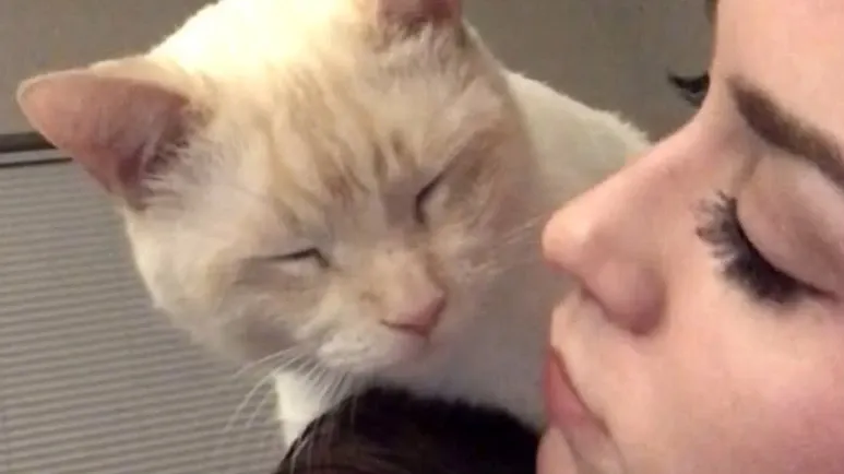 comfort cat is kind of like my own weighted blanket