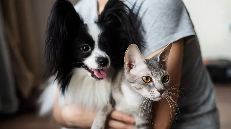 pfas in dog and cat food packaging