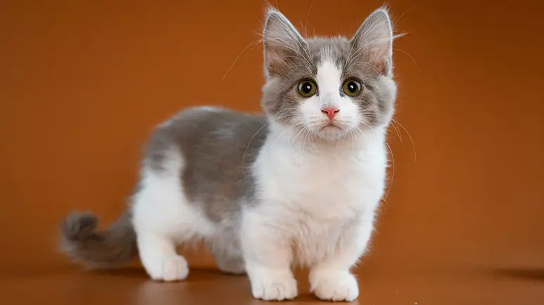 short-legged munchkin cats