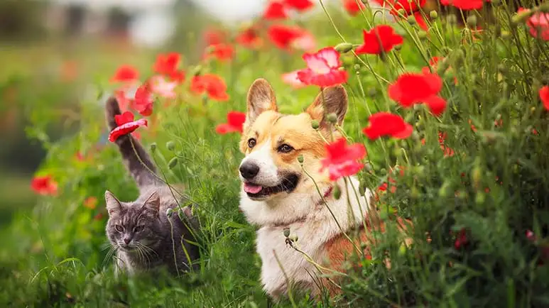 springtime plants toxic to pets