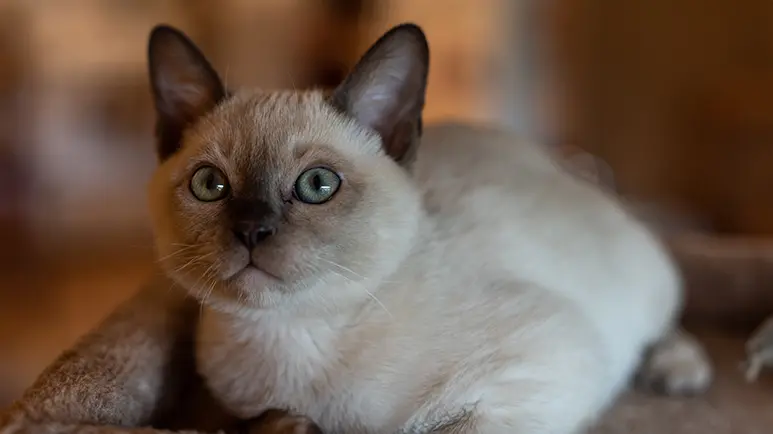 Tonkinese cat