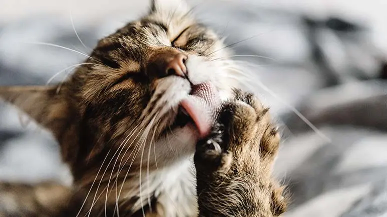 amazing cat facts