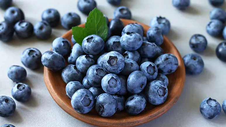 blueberries for pets