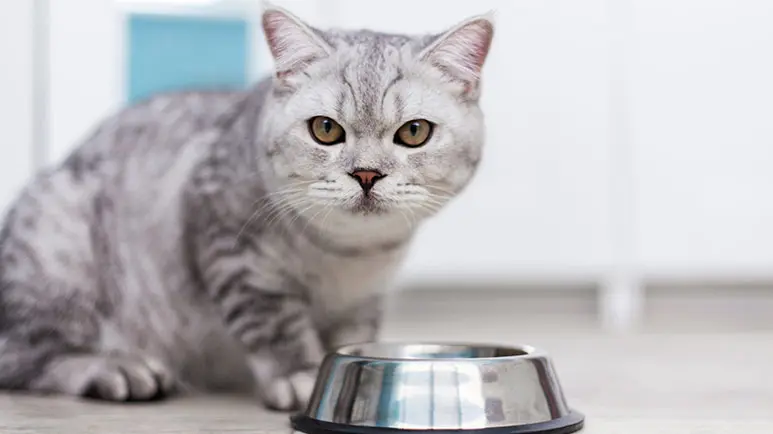 cat appetite loss