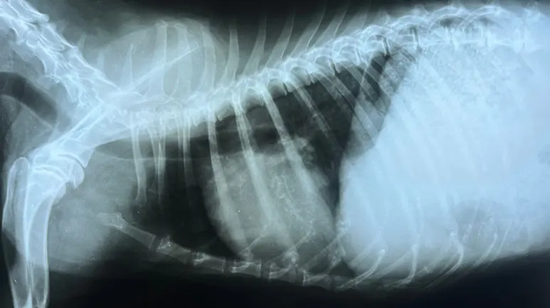 dog heart murmurs