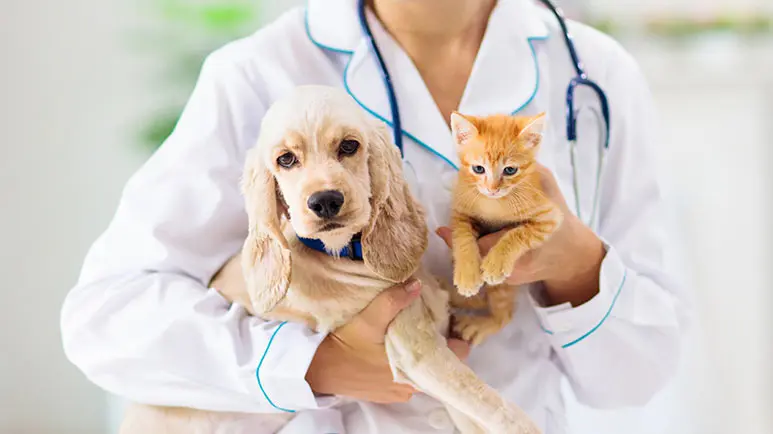 wellness checkup forpets