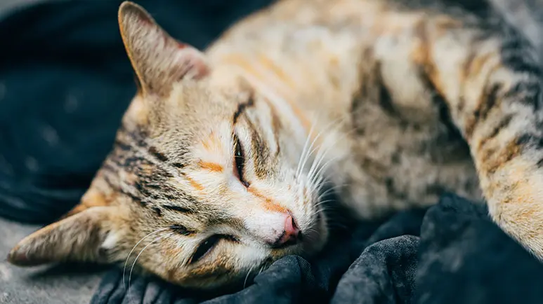 cat pneumonia