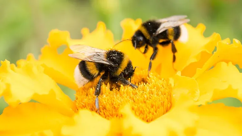 do bumblebees play for fun