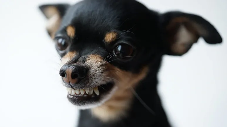 dog growl