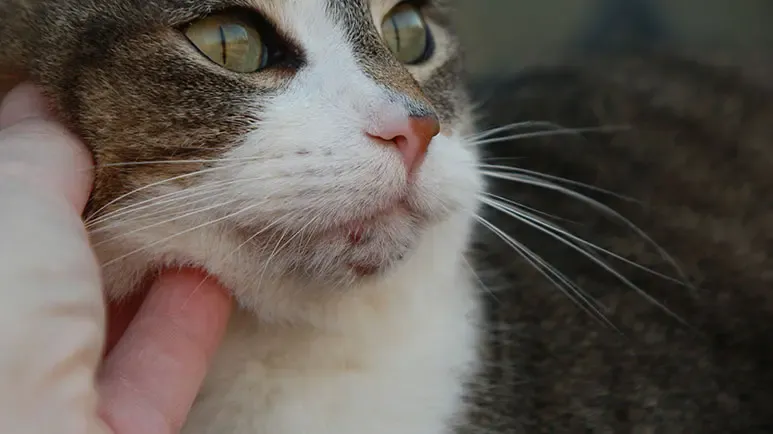 feline chin acne