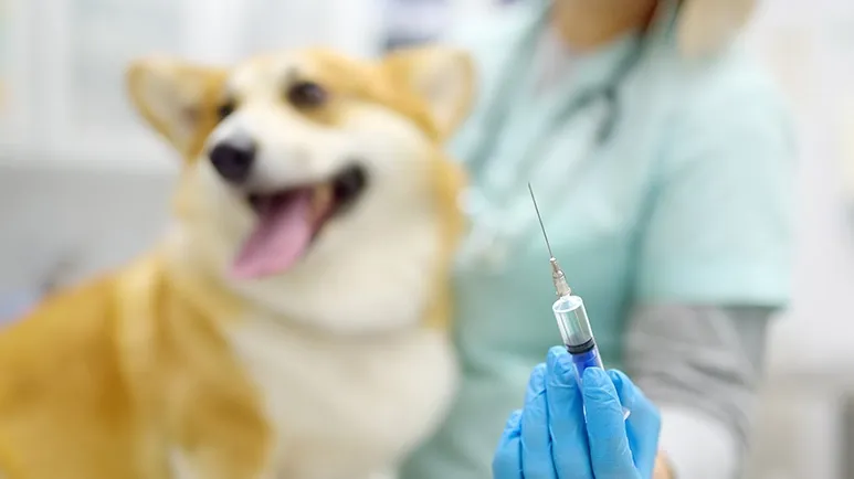 kennel cough