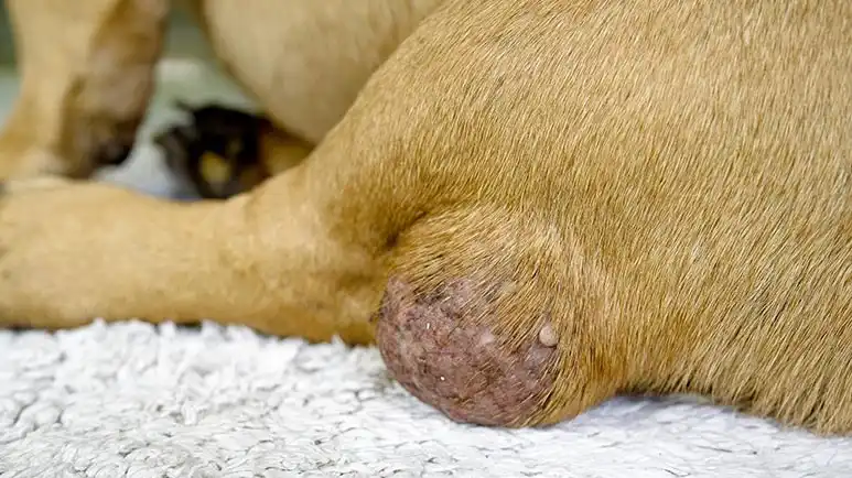 mast cell tumors