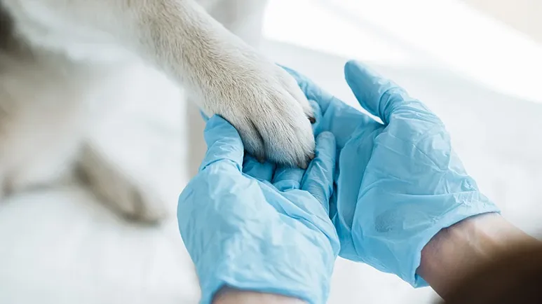 pet chronic kidney disease