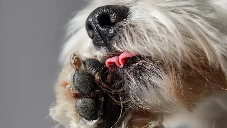 pet claw disease
