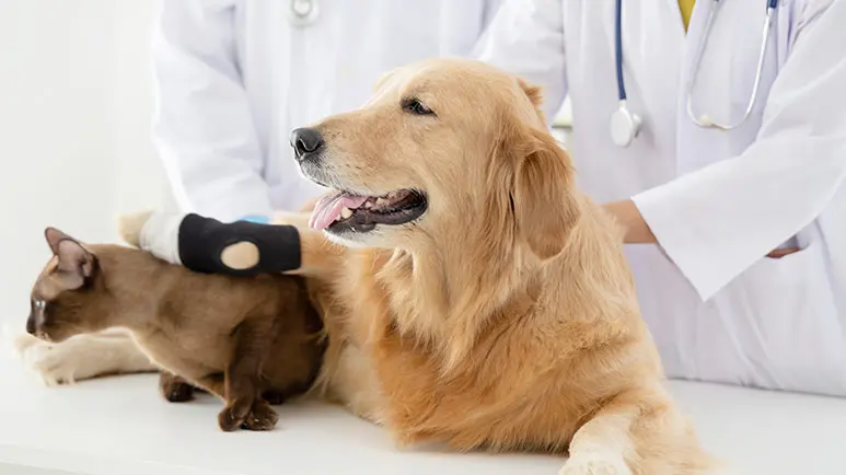 vet wellness visit