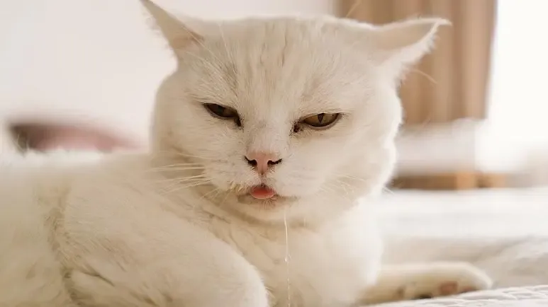 cat drooling