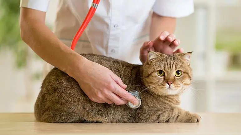 hypertrophic cardiomyopathy cat