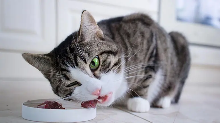 cats are carnivores
