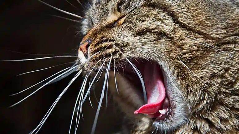 feline gingivostomatitis